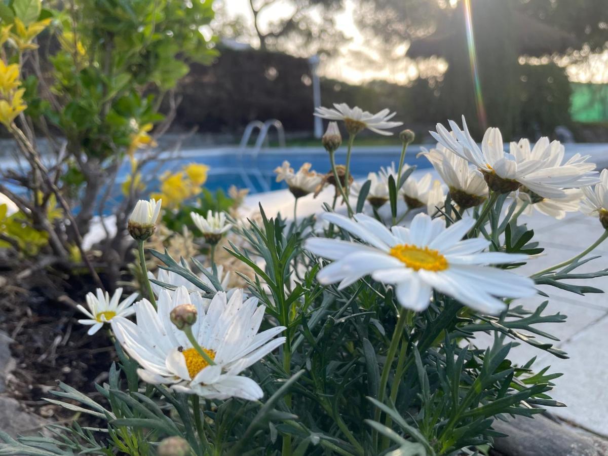 Villa Herlinda Costa Brava - With Swiming Pool Massanet De La Selva ภายนอก รูปภาพ